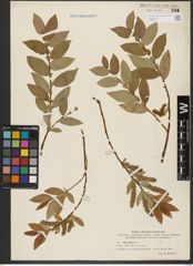 Foto von Salix hastata L.